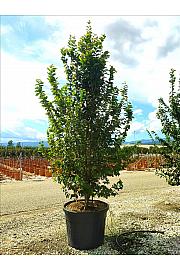 Parrotia Persica C130 Lit. 250-300 cm; Večstebelni (ZEL)