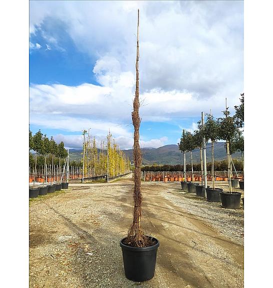 Parthenocissus tric. Veitchii C55 Lit. 300-350 cm