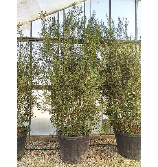 Phillyrea Angustifolia C160 Lit. 250-300 cm