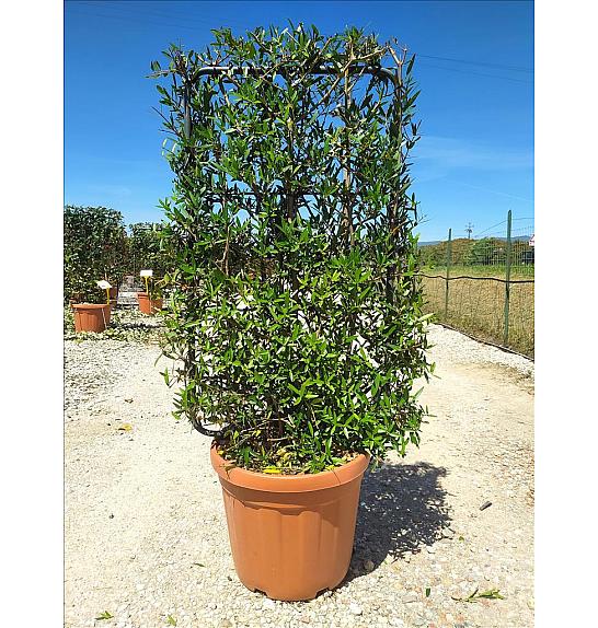 Phillyrea  Angustifolia C30 Lit. 80-100 cm; Špalir (ZEL)