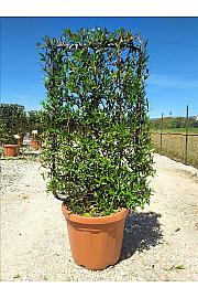 Phillyrea Angustifolia C30 Lit. 80-100 cm; Špalir