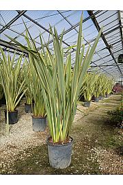 Phormium Tenax Variegatum C18 Lit. 125-150 cm (ZEL)