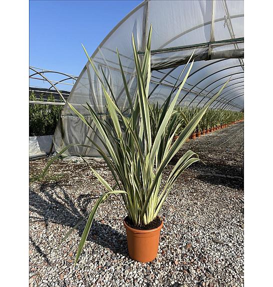 Phormium Tenax Variegatum C9 Lit. 80-100 cm (ZEL)