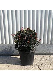 Photinia Serr. Atropurpurea Nana C9 Lit. 30-40 cm (ZEL)