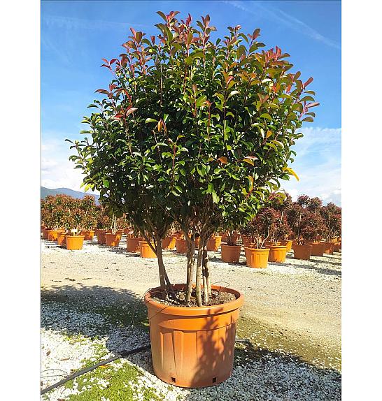 Photinia serrulata Corallo C150 Lit. 175-200 cm