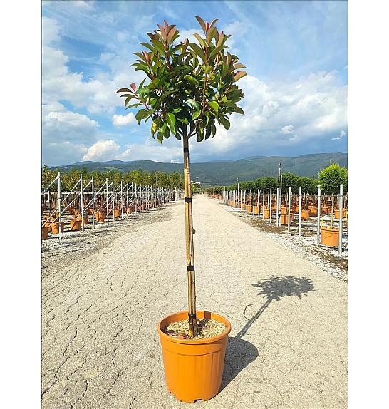 Photinia serrulata Corallo C18 Lit. Na Steblu 100 cm; 35/40 cm
