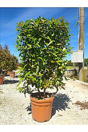 Photinia Serr. Corallo C30 Lit. 80-100 cm; Špalir