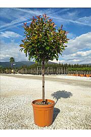 Photinia serrulata Corallo C30 Lit. Na Steblu 100 cm; 8/10 cm