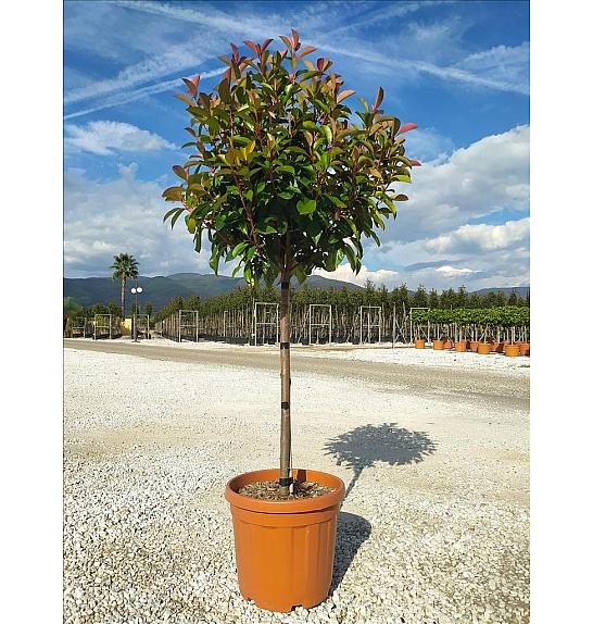 Photinia serrulata Corallo C30 Lit. Na Steblu 100 cm; 8/10 cm