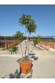 Photinia serrulata Corallo C55 Lit. 160-180 cm; Pon Pon