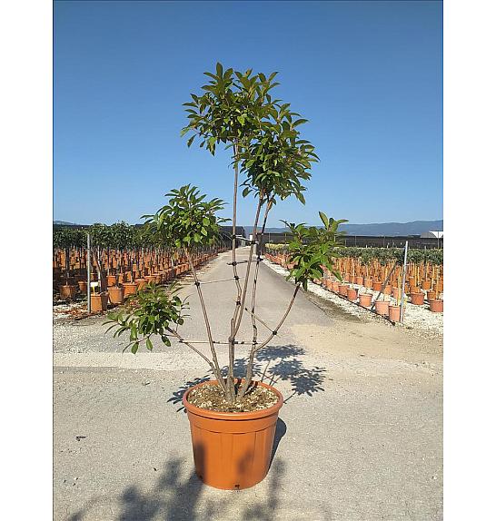 Photinia serrulata Corallo C55 Lit. 160-180 cm; Pon Pon