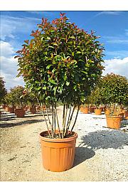 Photinia serrulata Corallo C70 Lit. 125-150 cm