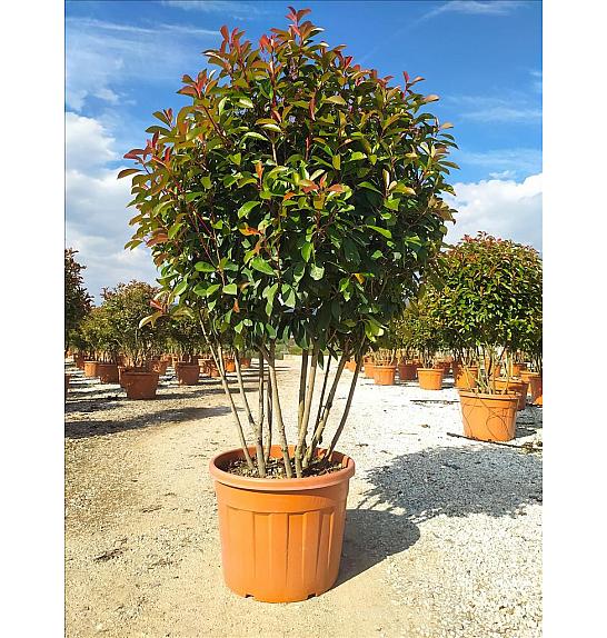 Photinia serrulata Corallo C70 Lit. 125-150 cm