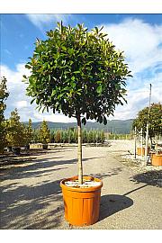 Photinia serrulata Corallo C70 Lit. Na Steblu 100 cm; 12/14 cm