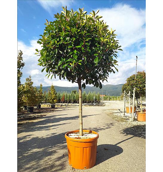 Photinia serrulata Corallo C70 Lit. Na Steblu 100 cm; 12/14 cm