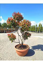 Photinia serrulata Corallo Skleda 80 Lit. 140-160 cm; Pon Pon
