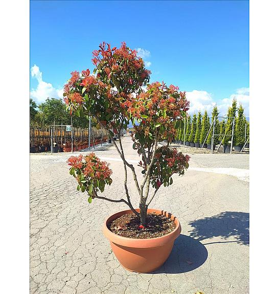 Photinia serrulata Corallo Skleda 80 Lit. 140-160 cm; Pon Pon