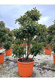 Photinia serrulata Corallo C90 Lit. 160-180 cm; Pon Pon