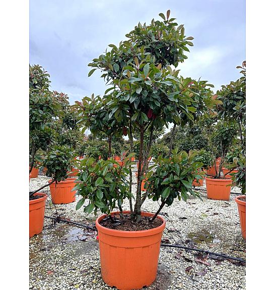 Photinia serrulata Corallo C90 Lit. 160-180 cm; Pon Pon