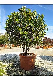 Photinia serrulata Crunchy C150 Lit. 175-200 cm
