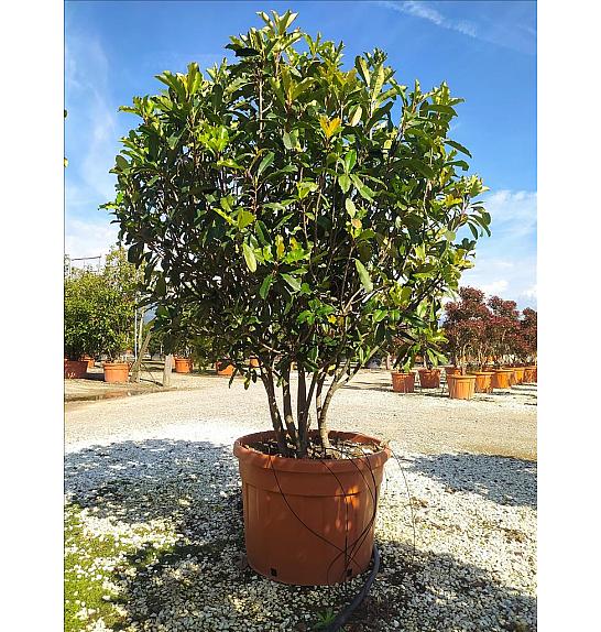 Photinia serrulata Crunchy C150 Lit. 175-200 cm