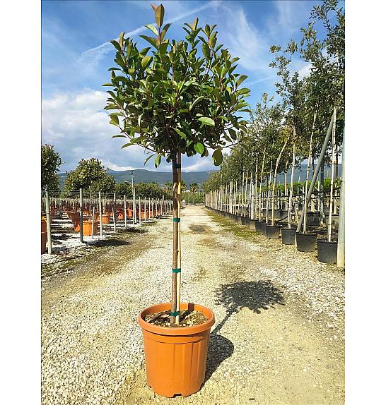Photinia Serr. Louise  C25 Lit. Na Steblu 100 cm; 6/8 cm (ZEL)