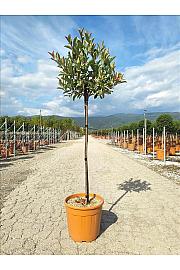 Photinia serrulata Louise C18 Lit. Na Steblu 100 cm; 35/40 cm