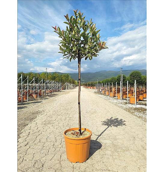 Photinia serrulata Louise C18 Lit. Na Steblu 100 cm; 35/40 cm