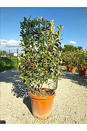 Photinia Serr. Louise C30 Lit. 80-100 cm; Špalir