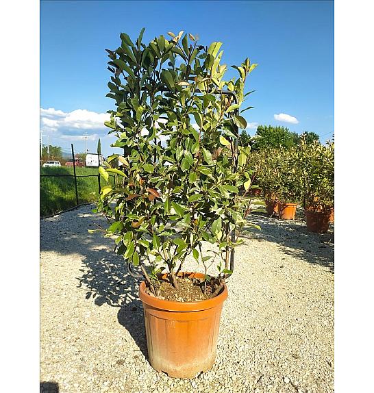 Photinia Serr. Louise C30 Lit. 80-100 cm; Špalir