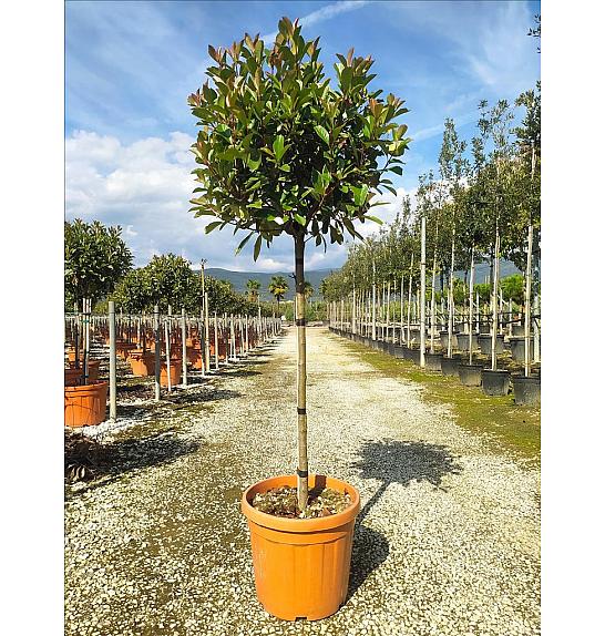 Photinia serrulata Louise C30 Lit. Na Steblu 100 cm; 8/10 cm