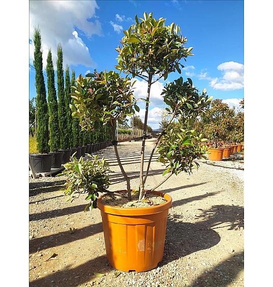 Photinia Serr. Louise C55 Lit. 125-150 cm; Pon Pon (ZEL)