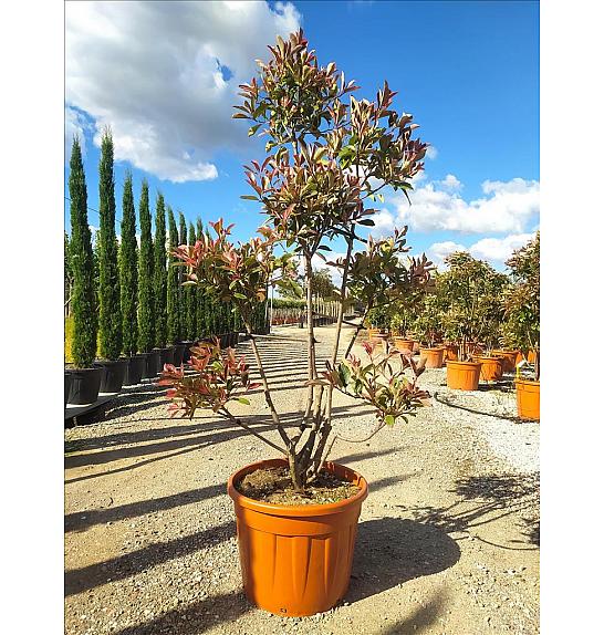 Photinia serrulata Louise C70 Lit. 160-180 cm; Pon Pon