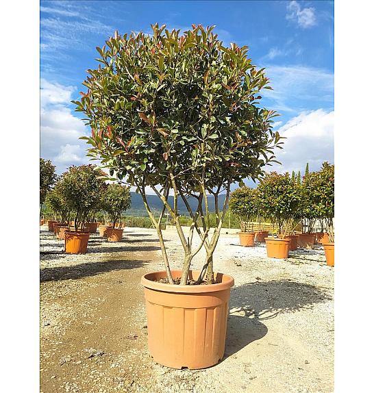 Photinia serrulata Pink Marble C70 Lit. 125-150 cm