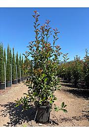 Photinia Serr. Red Robin  C33 Lit. 150-175 cm (ZEL)