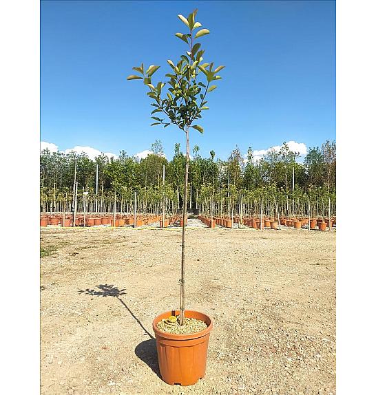 Photinia Serr. Red Robin C11 Lit. Na Steblu 100 cm (ZEL)