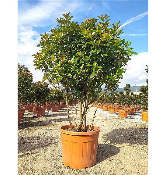 Photinia serrulata Red Robin C110 Lit. 150-175 cm