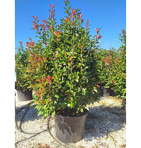 Photinia serrulata Red Robin C110 Lit. 175-200 cm
