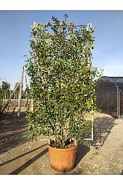 Photinia Serr. Red Robin C130 Lit. 250-300 cm; Špalir