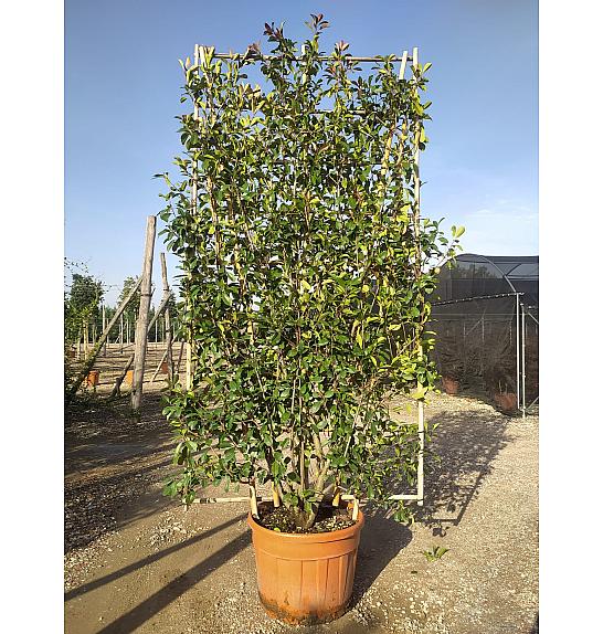 Photinia Serr. Red Robin C130 Lit. 250-300 cm; Špalir