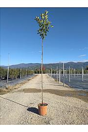 Photinia serrulata Red Robin C15 Lit. Na Steblu 200 cm; 4/6 cm