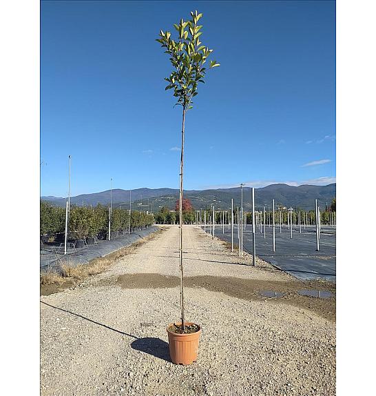 Photinia serrulata Red Robin C15 Lit. Na Steblu 200 cm; 4/6 cm
