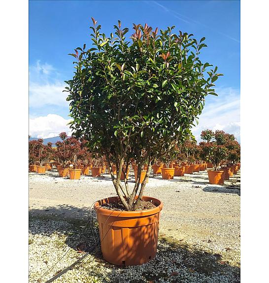 Photinia serrulata Red Robin C150 Lit. 175-200 cm