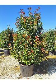 Photinia Serr. Red Robin C150 Lit. 200-250 cm (ZEL)