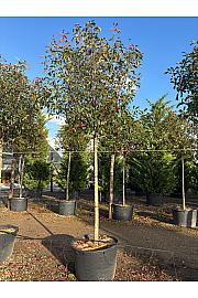 Photinia serrulata Red Robin C160 Lit. Na Steblu 200 cm; 16/18 cm