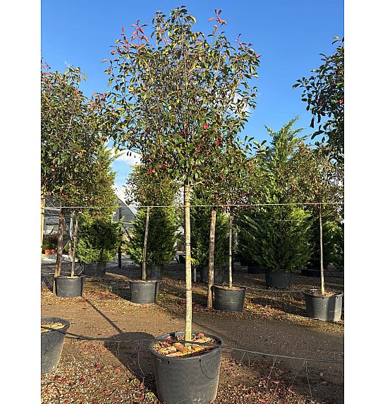 Photinia serrulata Red Robin C160 Lit. Na Steblu 200 cm; 16/18 cm