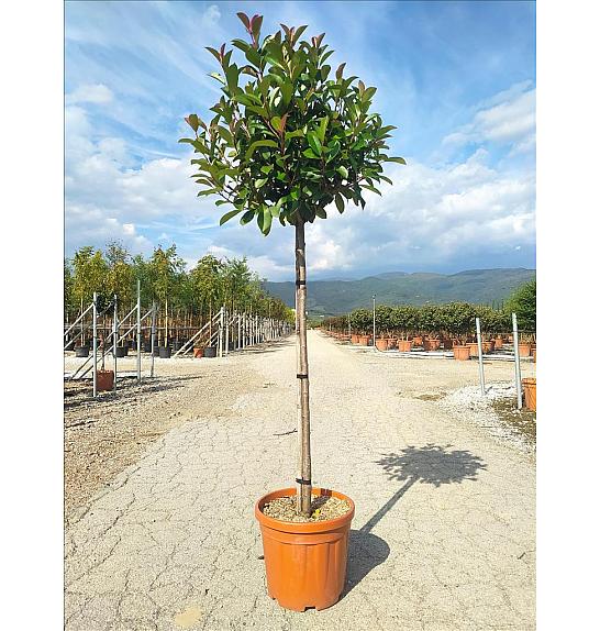 Photinia serrulata Red Robin C19 Lit. Na Steblu 100 cm; 6/8 cm