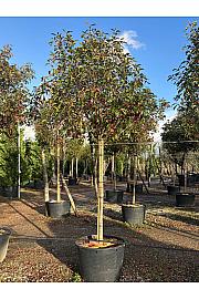 Photinia Serr. Red Robin C230 Lit. Na Steblu 200 cm; 18/20 cm (ZEL)