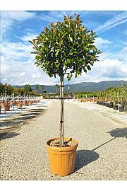 Photinia serrulata Red Robin C27 Lit. Na Steblu 100 cm; 8/10 cm