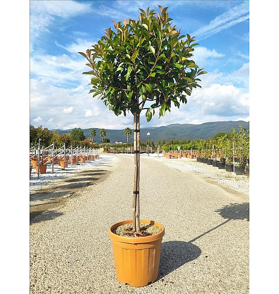 Photinia serrulata Red Robin C27 Lit. Na Steblu 100 cm; 8/10 cm